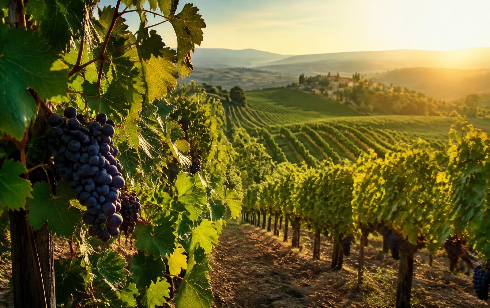 Rangs de vigne au soleil levant sur des coteaux français